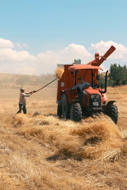 A farmer wearing a grey hat, beige shirt, and dark trousers operates a red straw baler machine in a golden field under a blue sky with scattered white clouds. The baler, positioned centrally, has a large chute on top from which straw is being expelled, and the front grill features circular headlights. To the left, another person in light clothing and a cap is pulling a rope connected to the baler, likely assisting with the straw collection process. The surrounding environment is a spacious, open agricultural area with tall, dry grass and a few distant trees. The scene emphasizes on-site straw baling as an alternative method for managing crop waste, resonating with private or independent waste handling services such as waste removal or recycling, similar to what Waste Removal Earls Court offers for domestic and commercial rubbish clearance.